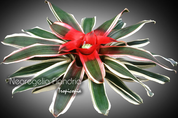 Bromeliad - Neoregelia 'Flandria' - 